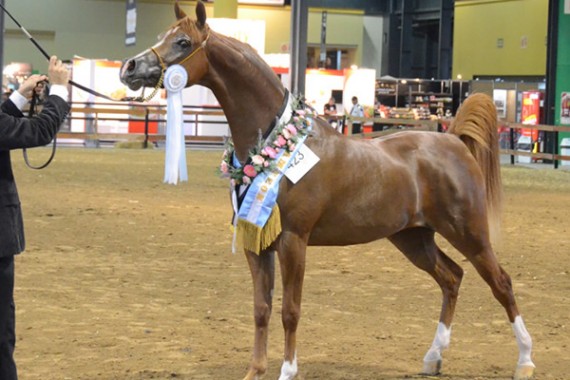 equestrian-exhibition