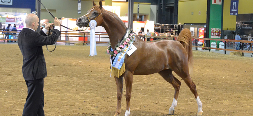 equestrian-exhibition