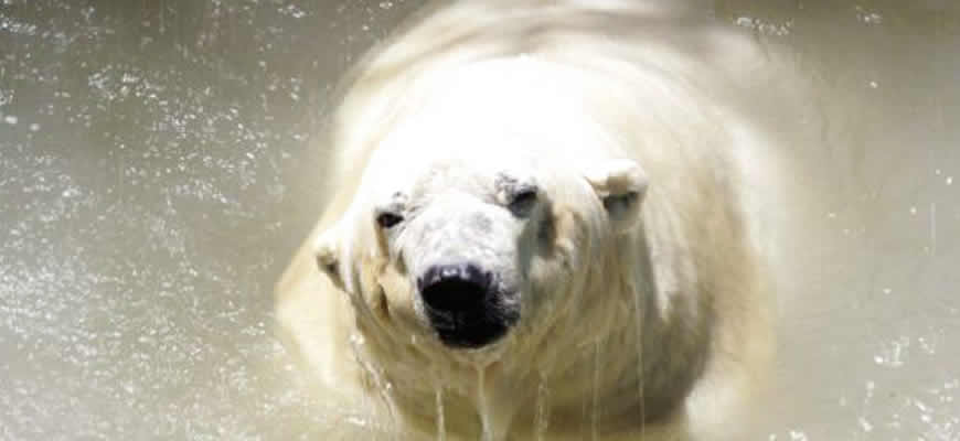 polar-bear-in-argentina