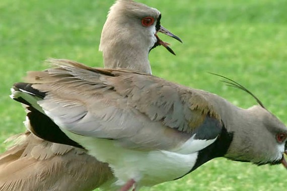 Cute little birds invading the Primera División