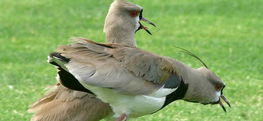 Cute little birds invading the Primera División