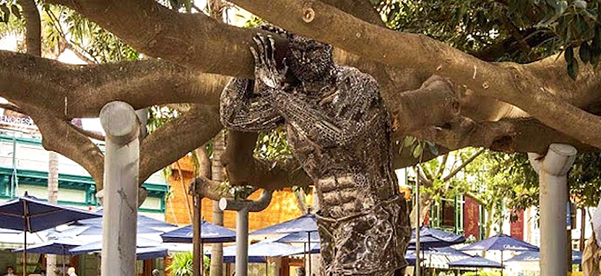 Strongest man supports oldest tree Buenos Aires