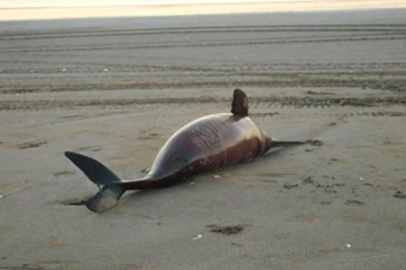 Dead dolphins found on the coast of Argentina