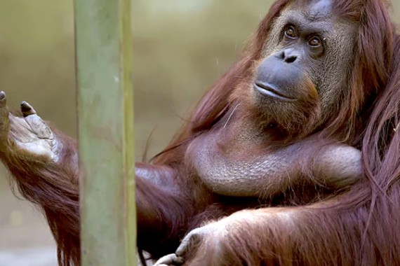 Zoo in Buenos Aires closes after 140 years