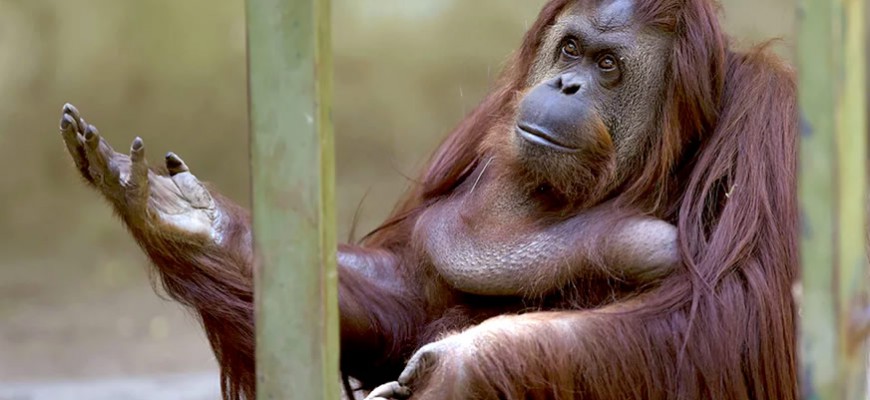 Zoo in Buenos Aires closes after 140 years