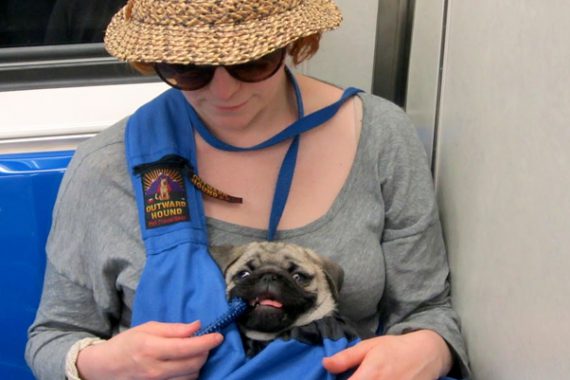 Animals Permitted on Subway in Buenos Aires