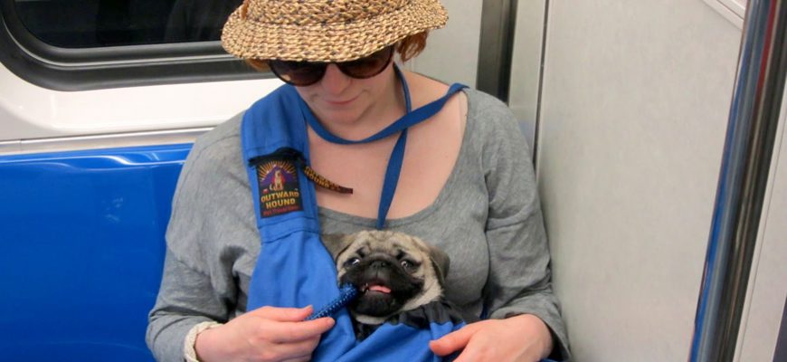 Animals Permitted on Subway in Buenos Aires