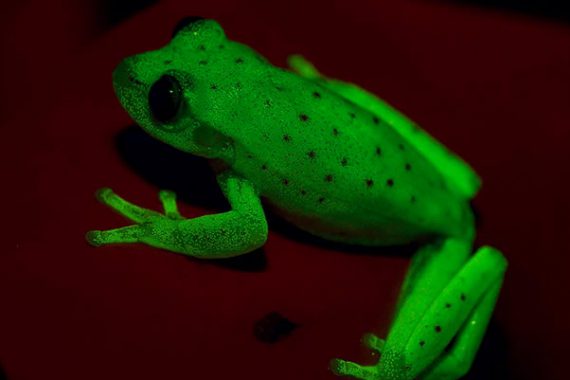 Argentine Scientists Discover Glowing Frog