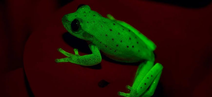 Argentine Scientists Discover Glowing Frog