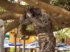 Strongest man supports oldest tree Buenos Aires
